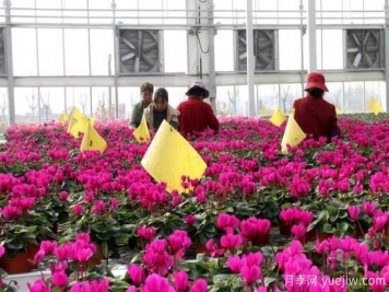 扬州高邮：每天发货30万株，花工厂绽放乡村振兴致富花