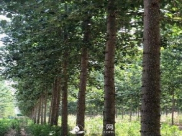 河南周口：培育出不飞絮的杨树新品种