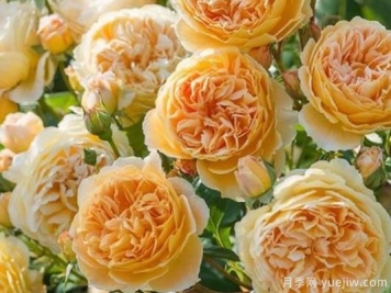 大花香水月季的养护方法，分享10种花香飘满屋