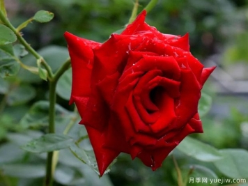 2023年情人节十大玫瑰品种销量榜，卡罗拉位居首位