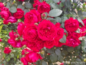 6款红色系的藤本月季品种，适合打造网红花墙