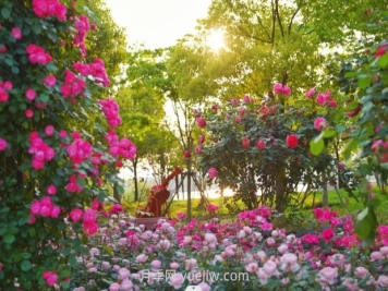 上海前滩休闲公园，月季花海盛景等你赏